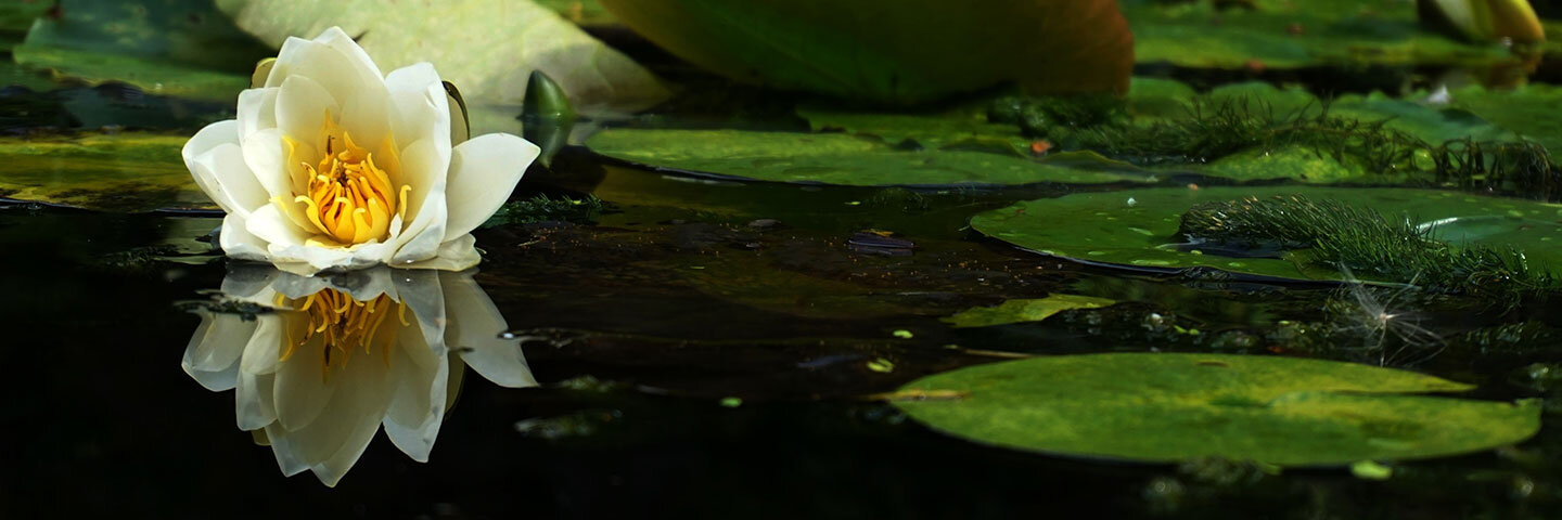 Teichpflege und Wasserpflege für Ihren Gartenteich!